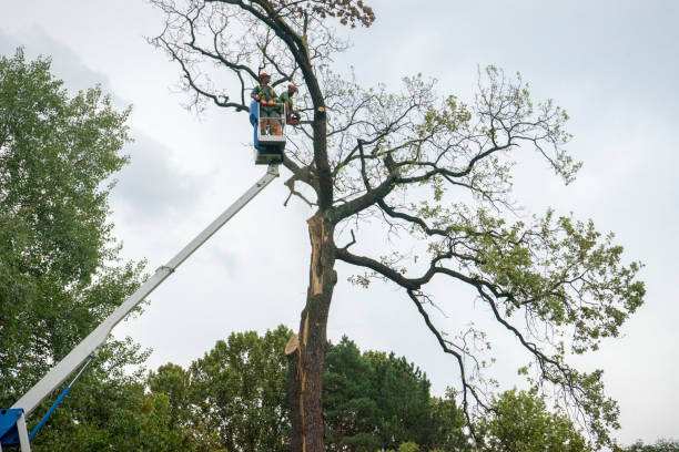 Why Choose Our Tree Removal Services in Coalfield, TN?