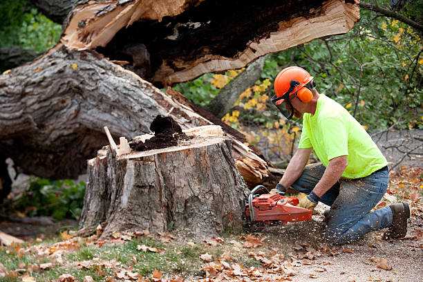 Reliable Coalfield, TN Tree Services Solutions